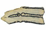 Mammoth Molar Slice With Case - South Carolina #106536-1